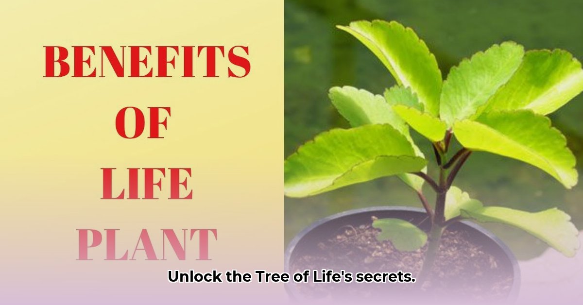tree-of-life-plant-benefits